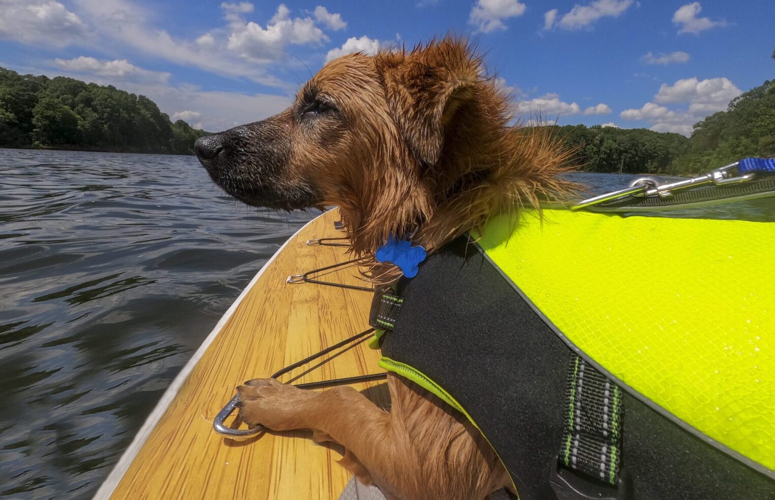 Paddle Boarding with Your Dog - Let's Go Paddle